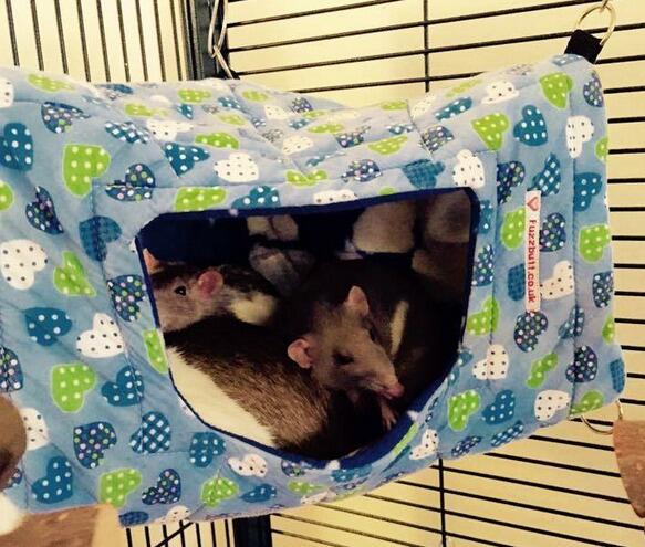 Rat corner house, Chinchilla corner house, Fuzzbutt corner house, Fuzzbutt Cheezwedge, Cheezwedge