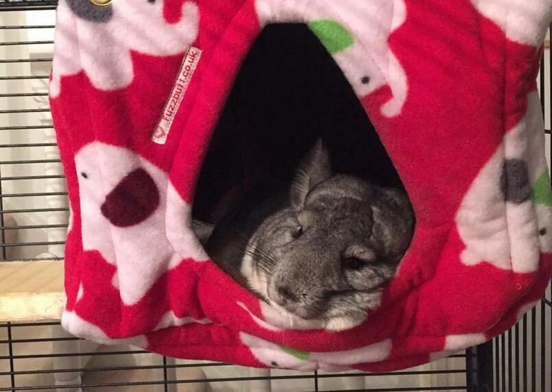 Luxury Hooj Cube, fleece rat house, rat cube, chinchilla house, guinea pig house, piggie house, chinchilla house, guinea pig house, piggie house, fuzzbutt cube