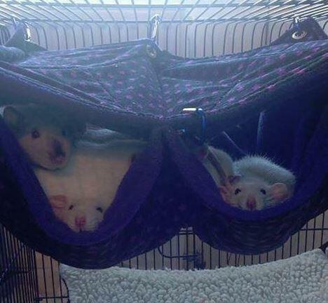 uk rat hammock,chinchilla hammock, ferret hammock, fuzzbutt hammock, double hammock