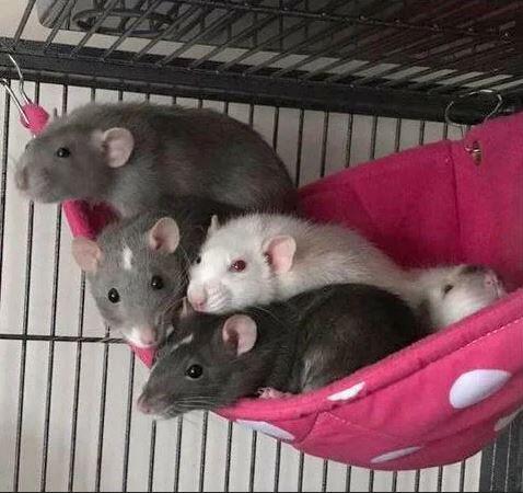 Corner rat hammock, corner chinchilla hammock, Fuzzbutt corner hammock, Corner Crush