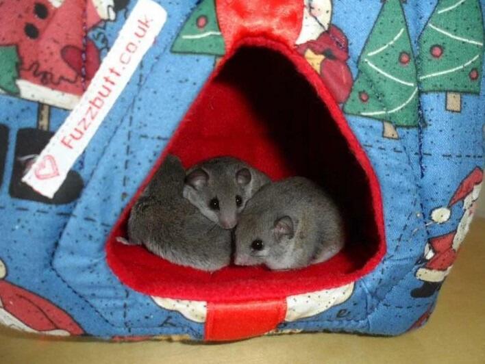 Fuzzbutt mini sleeping Cube, fleecy hanging cage cube for mice, hamsters, tiny furries!