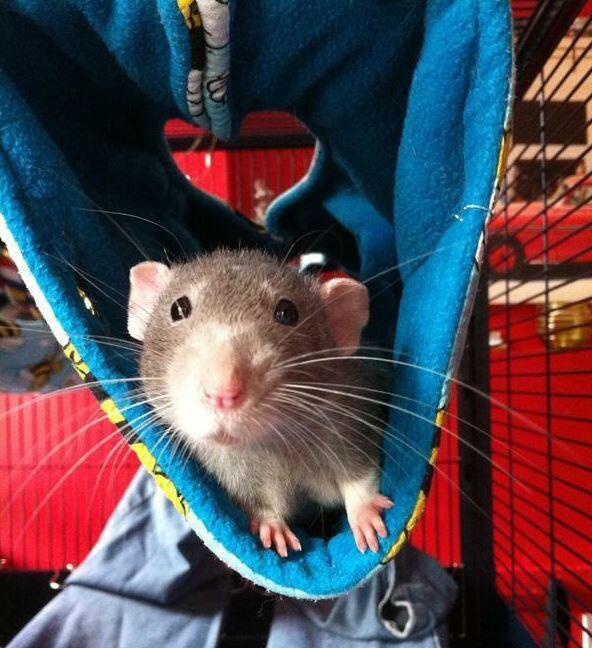 Large fleece hanging tube for rats, chinchillas, degu, small furries