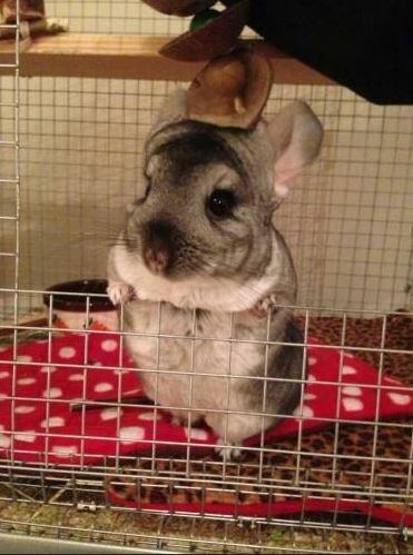 rat hammock, chinchilla hammock, Fuzzbutt 20x15" flat hammock for rats, chinchillas, small furries