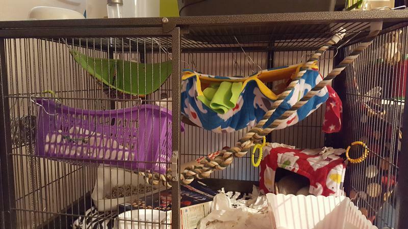 Fuzzbutt Stack and a half extra wide double rat hammock for rats, chinchillas, ferrets