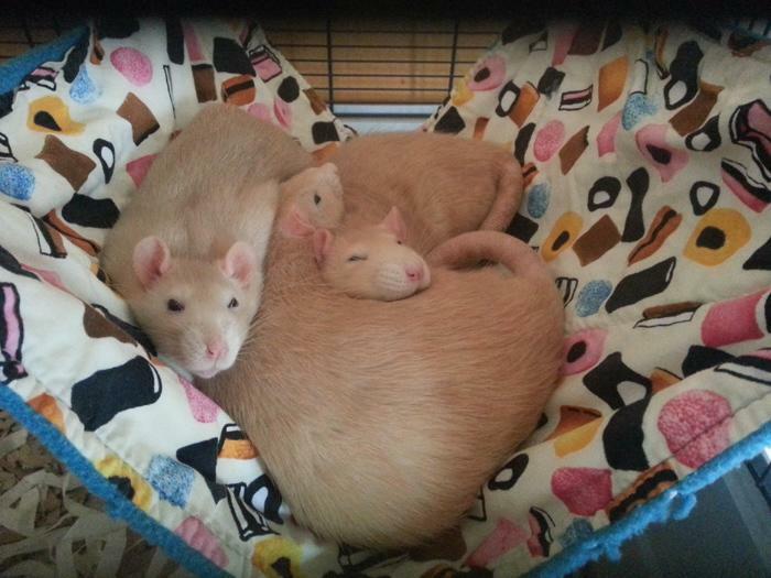 rat hammock, chinchilla hammock, fuzzbutt hammock