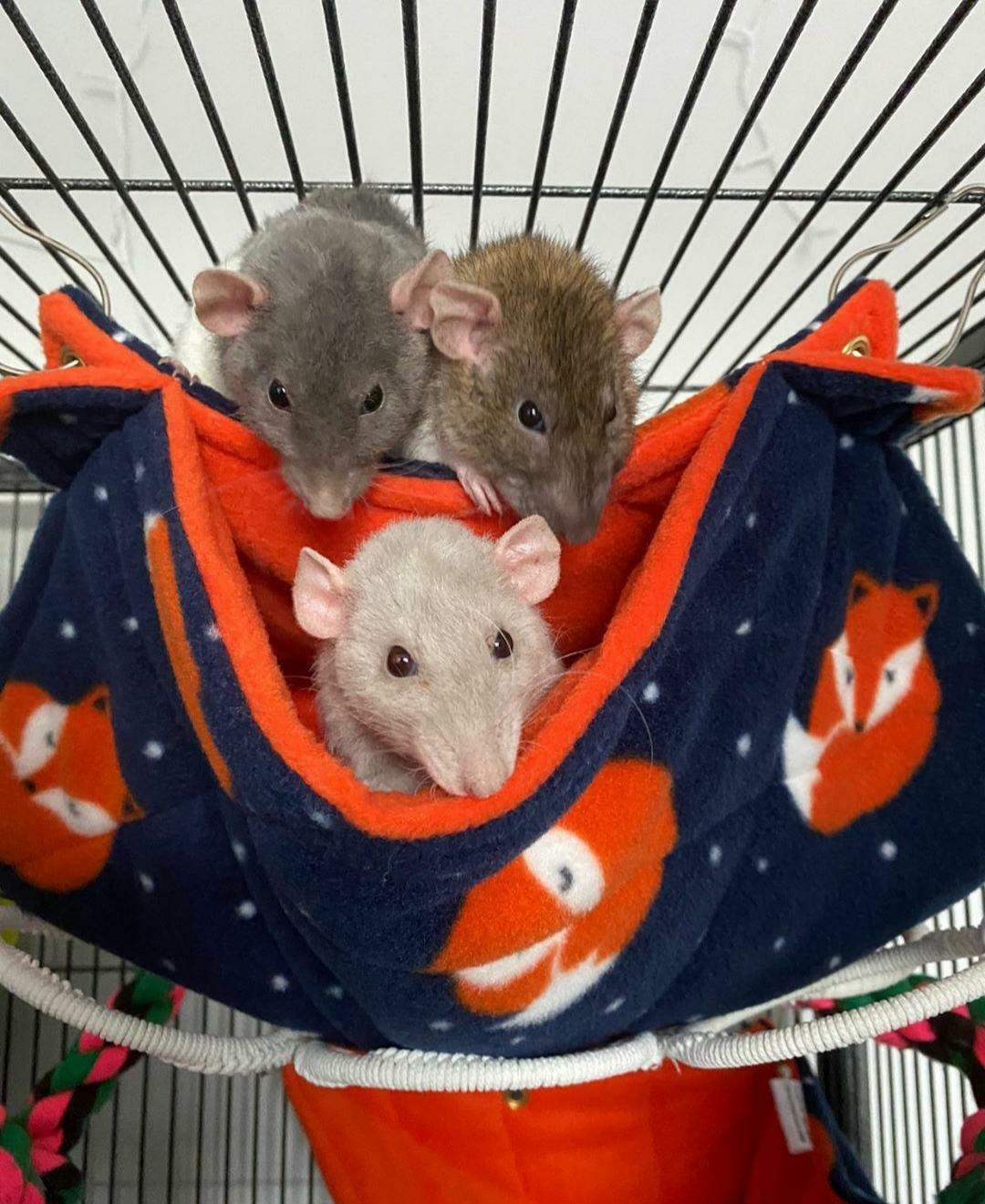 Fuzzbutt Stack-a-Fuzz double hammock for chinchillas, rats, small furries