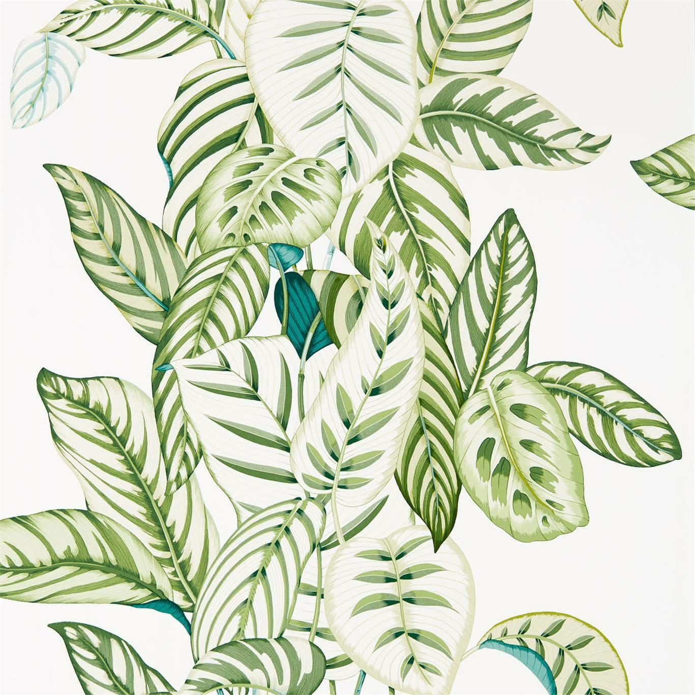Sanderson Calathea Wallpaper Approved Sanderson London