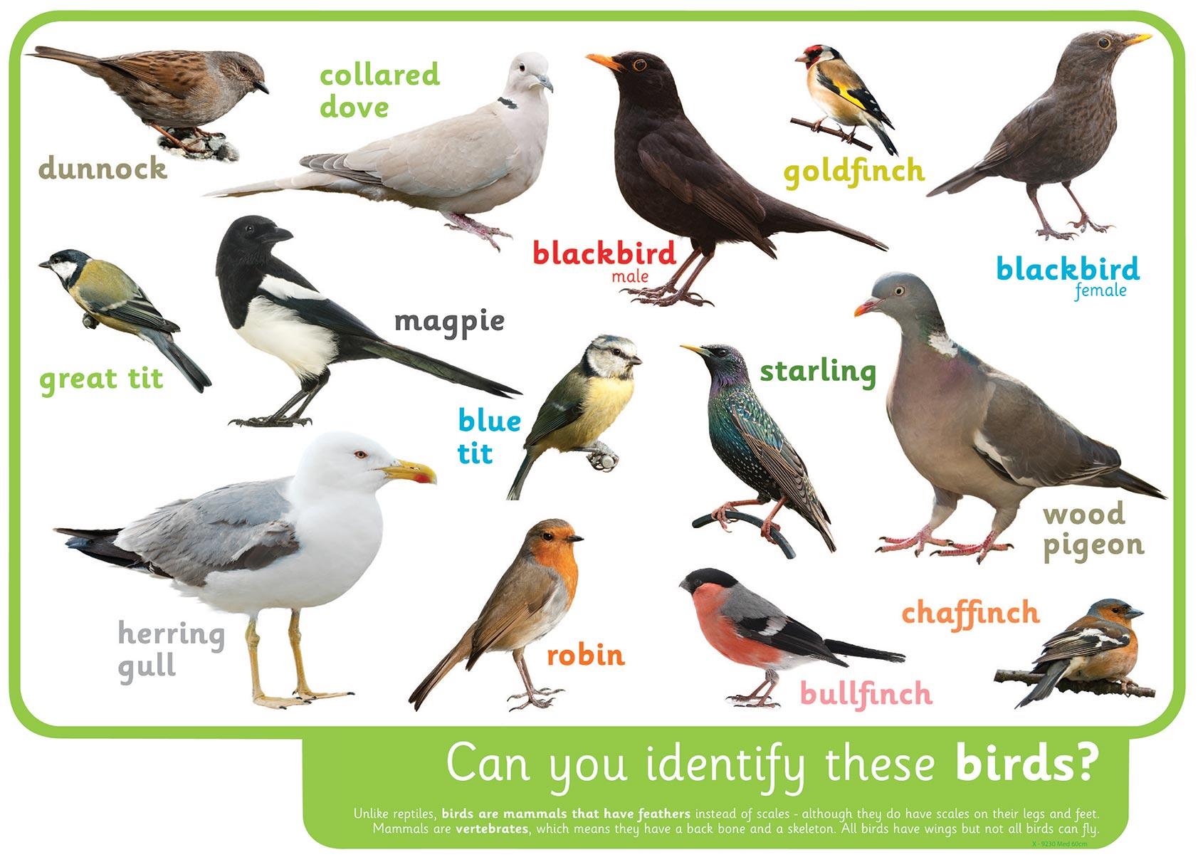 Can you identify these birds? - in Welsh