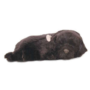 Black Labrador Puppy by Perfect Petzzz