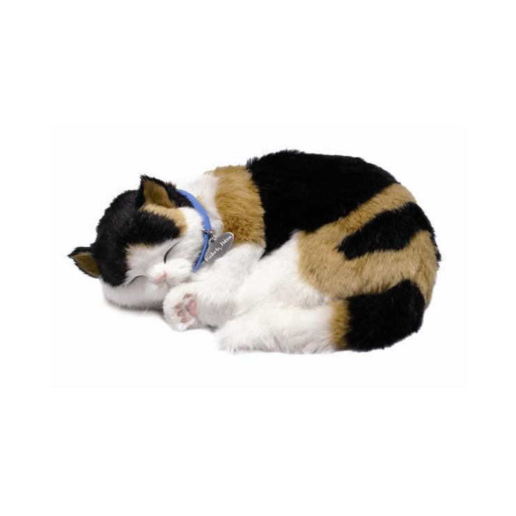 Black & White Shorthair Kitten/Cat by Perfect Petzzz | Precious Petzzz