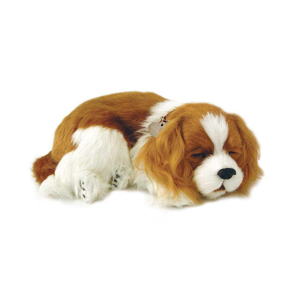 Cavalier King Charles Spaniel Puppy by Perfect Petzzz