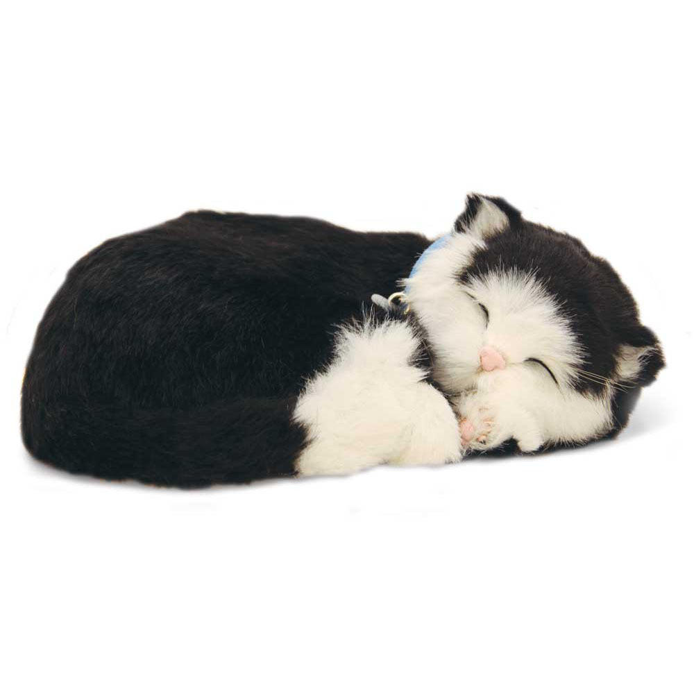 Black & White Shorthair Kitten by Perfect Petzzz