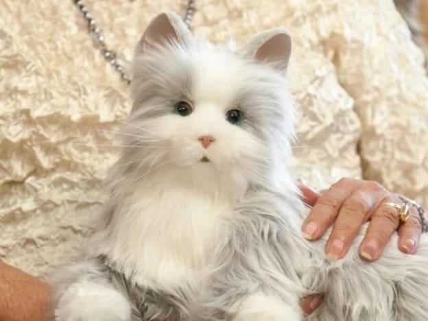 Sensory Pets & Animals