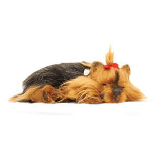 Yorkshire Terrier Puppy by Perfect Petzzz