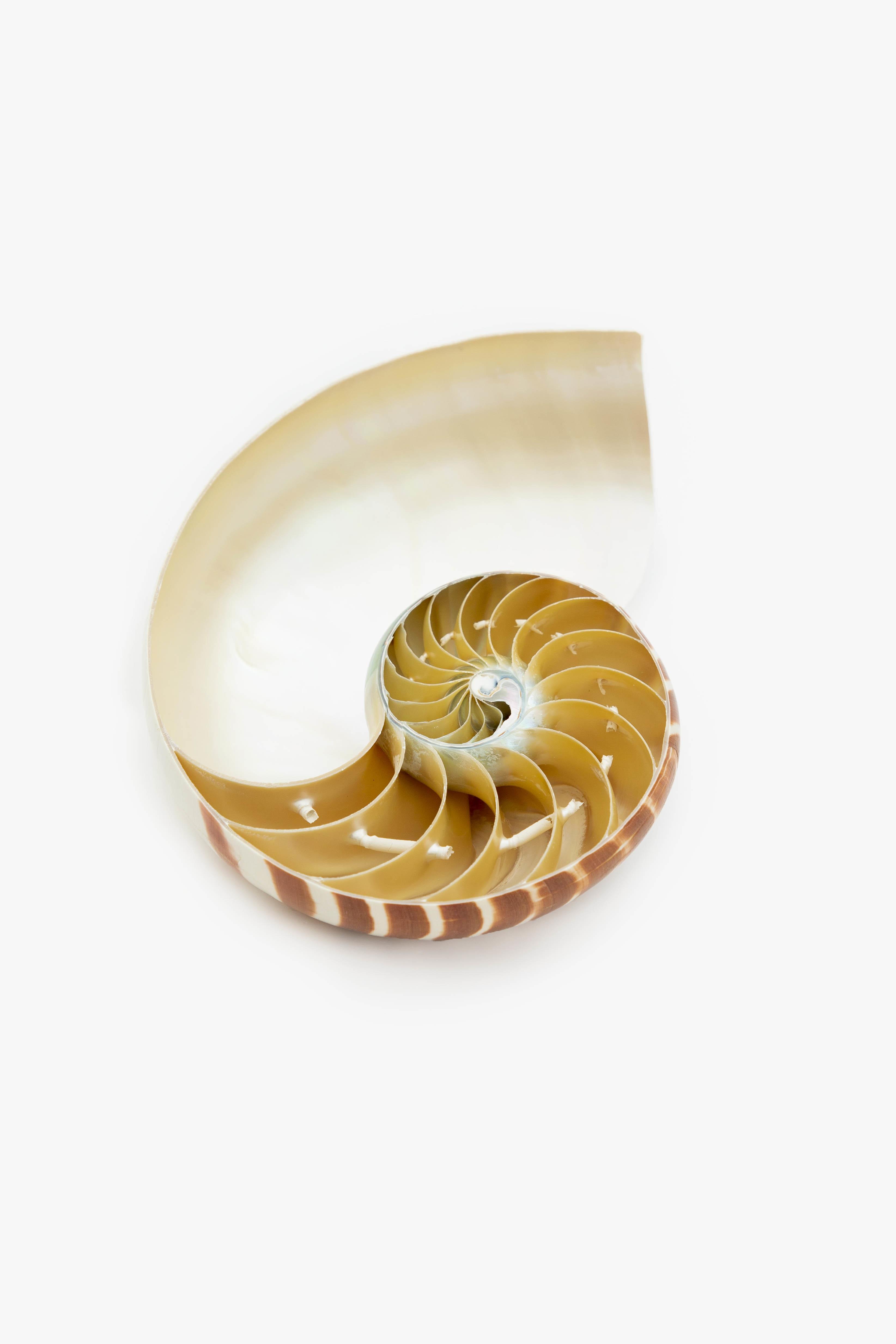 decor, sculpture, luxury accessories, aura london