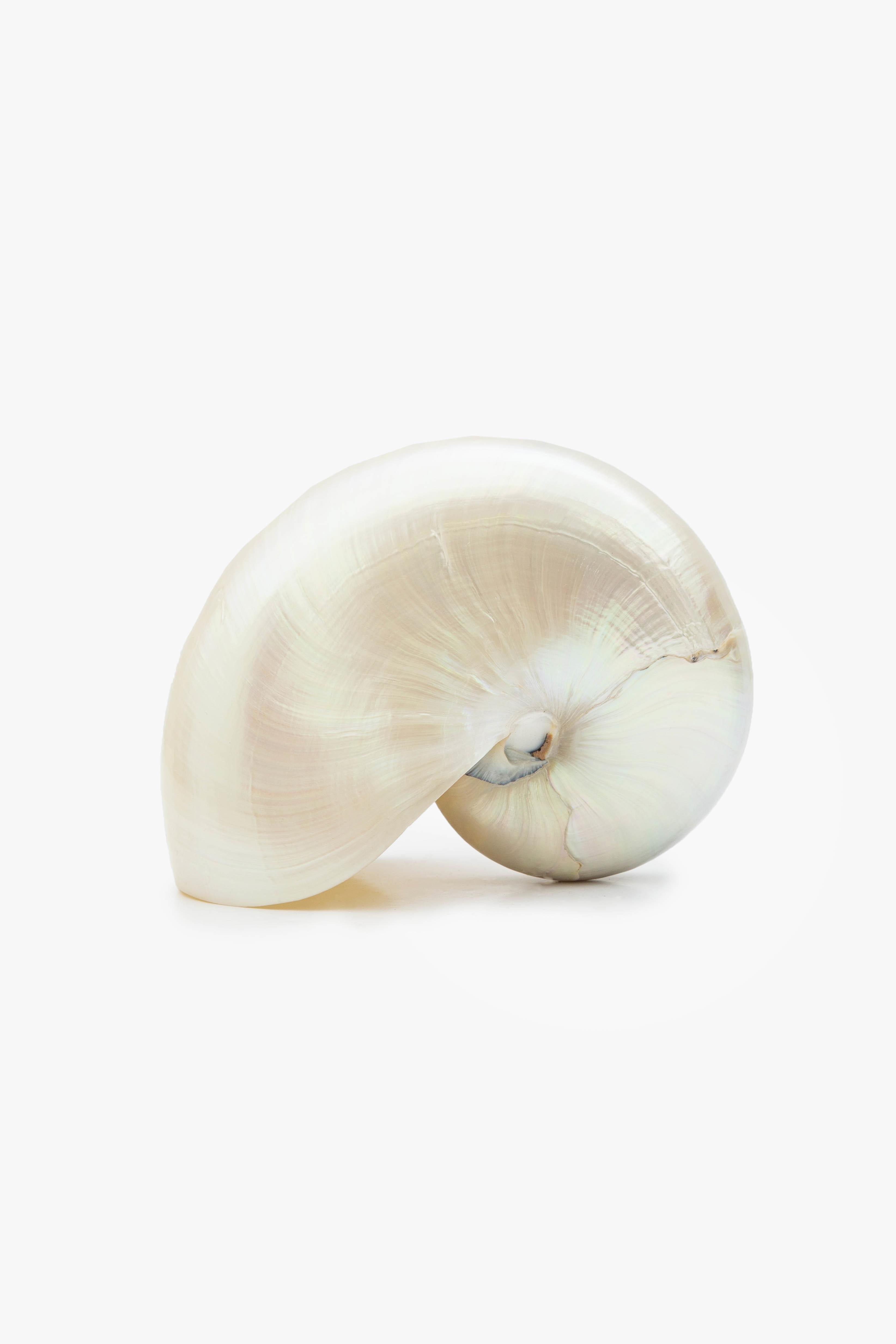 seashell, shell, luxury accessories, aura london, aura