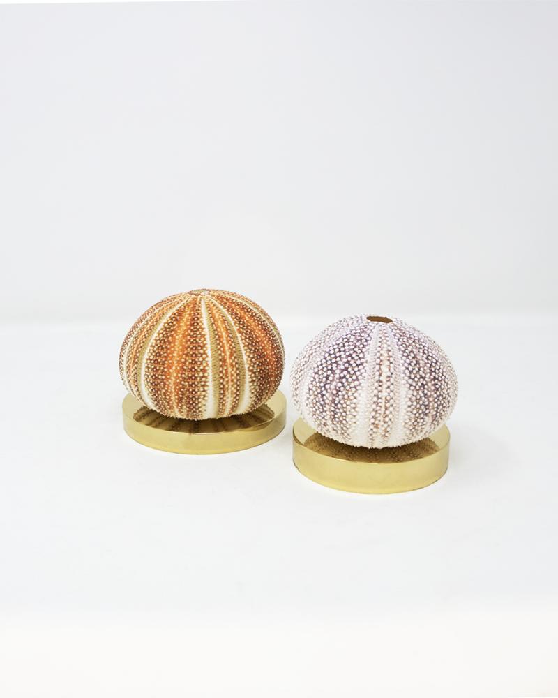 shell, star fish, aura london, luxury accessories