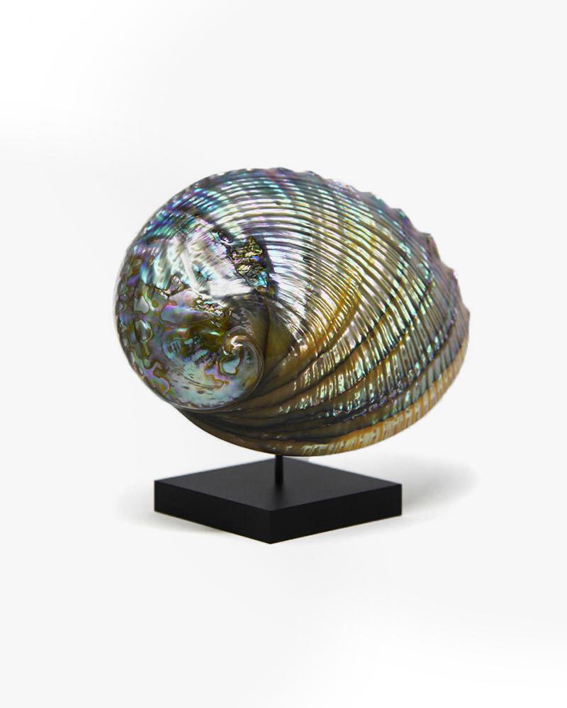 shell, pearlescent, decor, luxury accessories