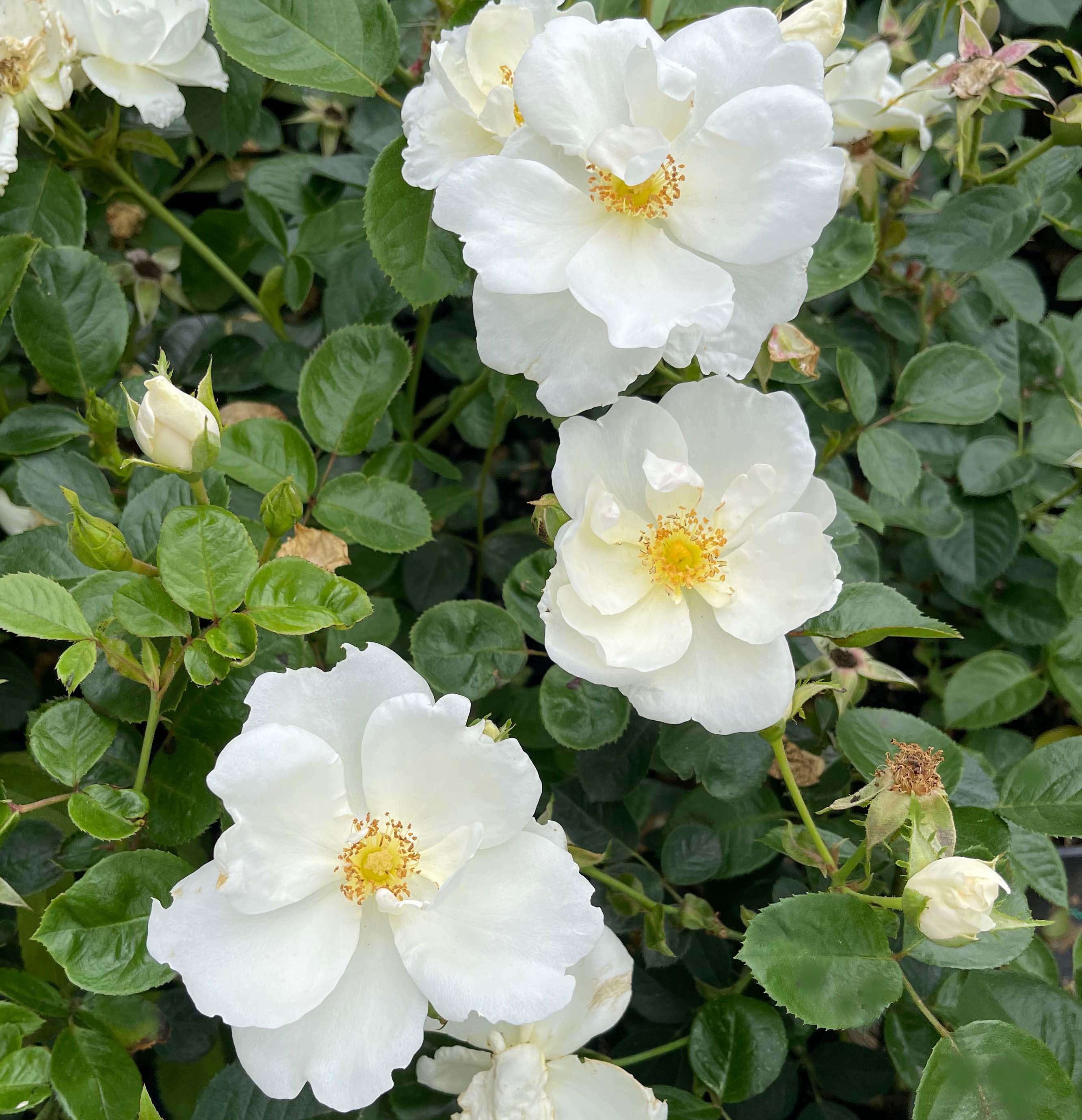 Climbing Rose White Star Plant in a 3.5 Litre Pot