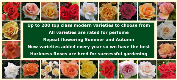 Harkness Roses supplying top quality Rose Plants for garden. Perfumed ...