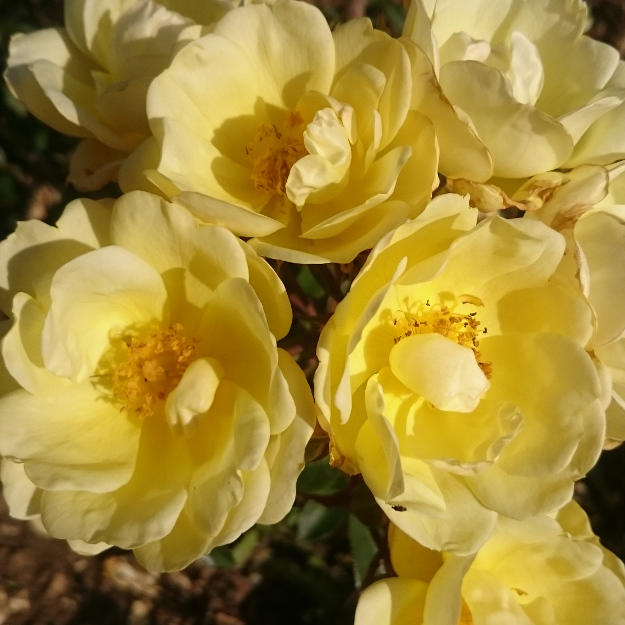 Rose Varieties, Old & New