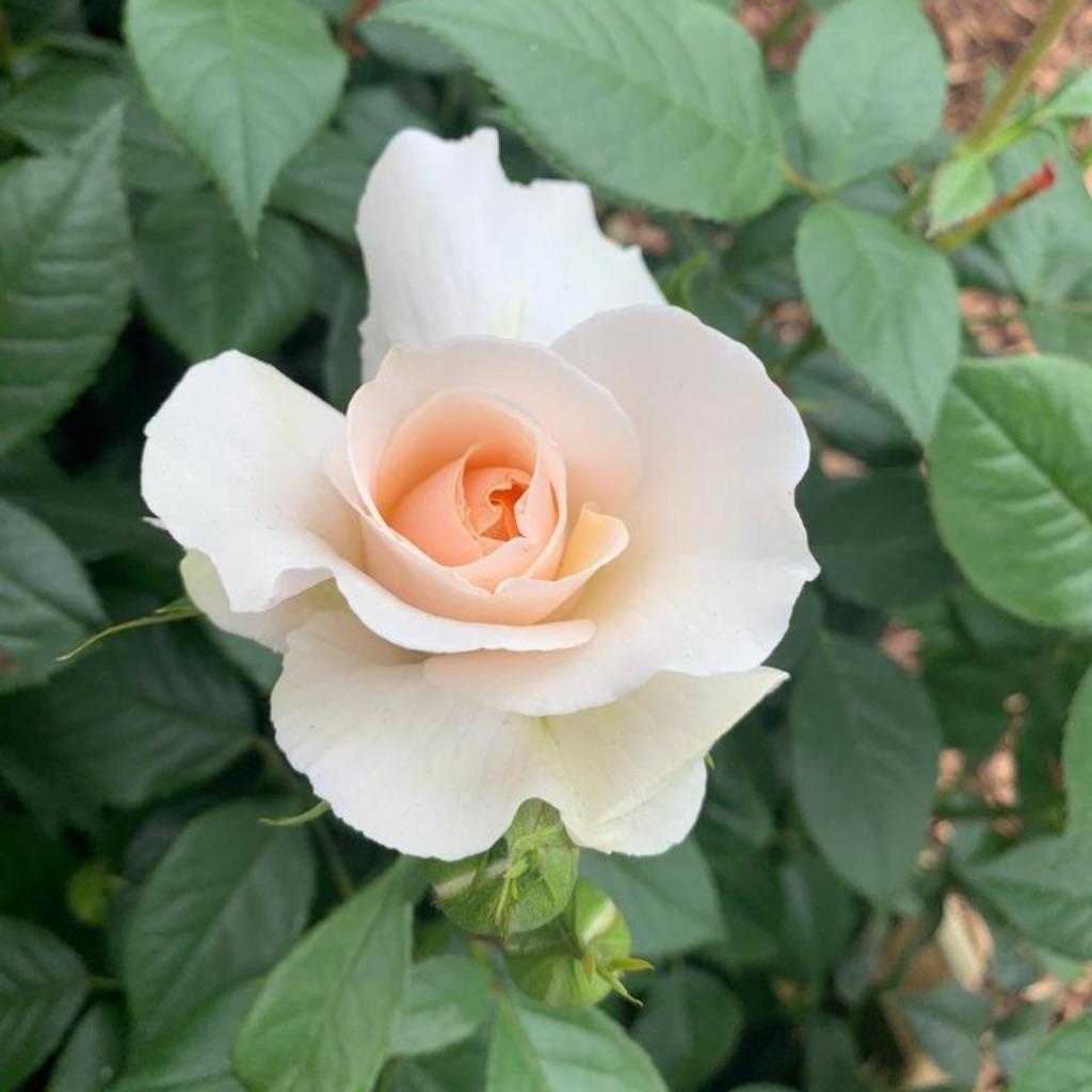 2nd Cotton Wedding Anniversary Rose Flower 