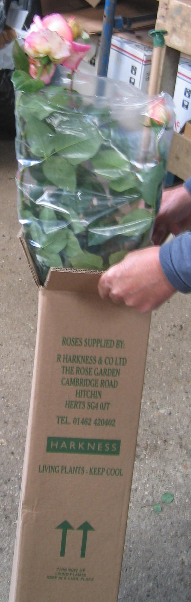 Potted Roses Container & Pot Grown Harkness Roses