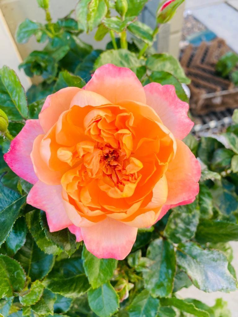 Highly Fragrant & Best Scented | Buy Online | Harkness Roses