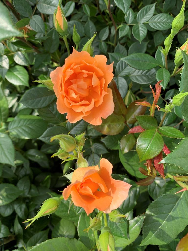 How To Make Your Roses Thrive