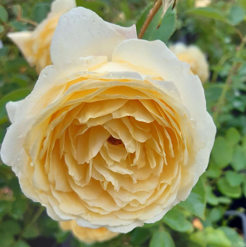 Rose named after an ethnic minority Briton