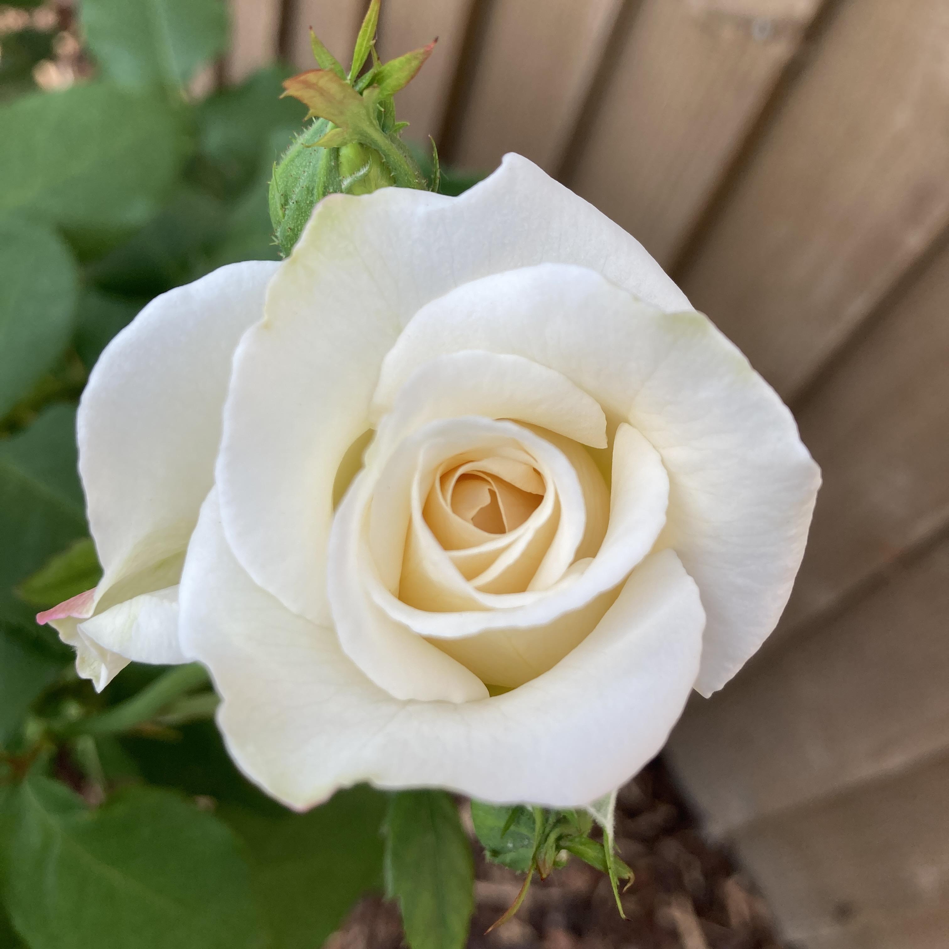 Friendship Rose