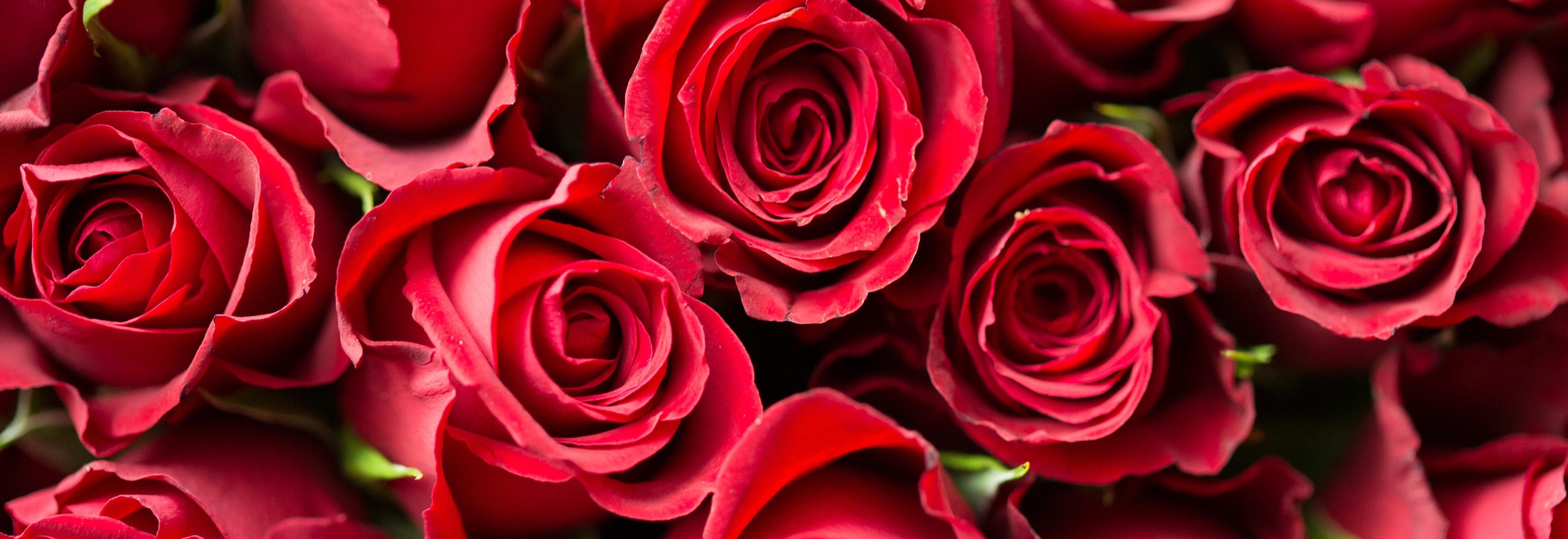 Valentine's Day Gift Roses | Find the perfect gift for that special person in your life.