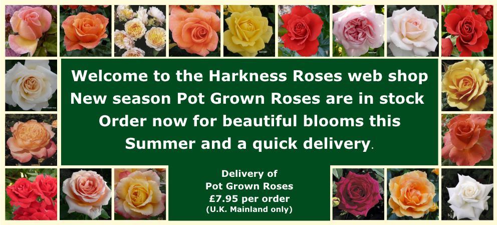 Harkness Roses For Some Of The Finest British Roses