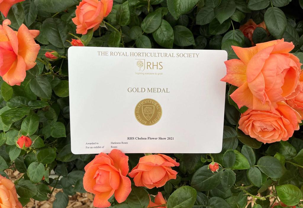 Harkness Win A Gold Medal At Chelsea Flower Show
