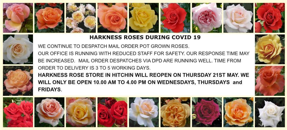 Harkness Roses For Some Of The Finest British Roses