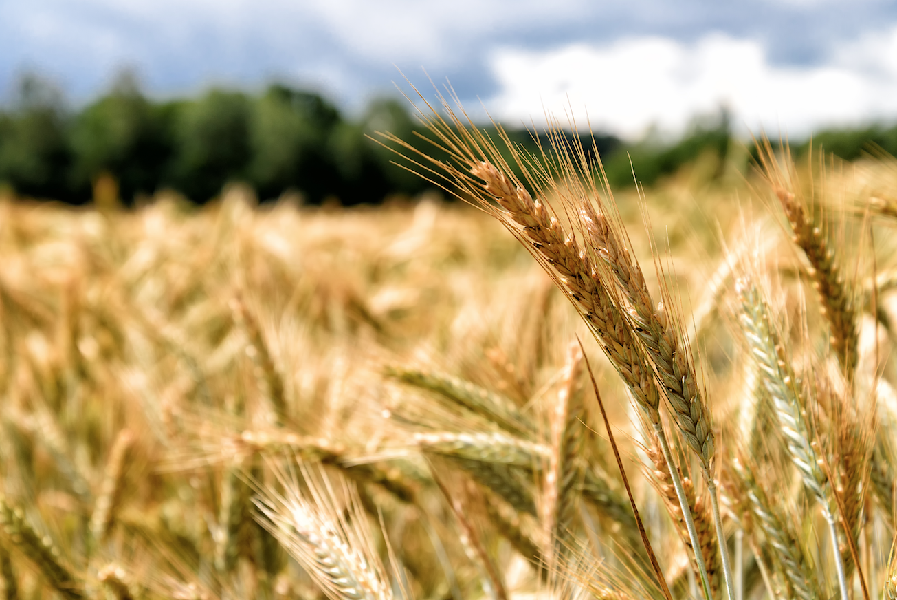 Grain crops