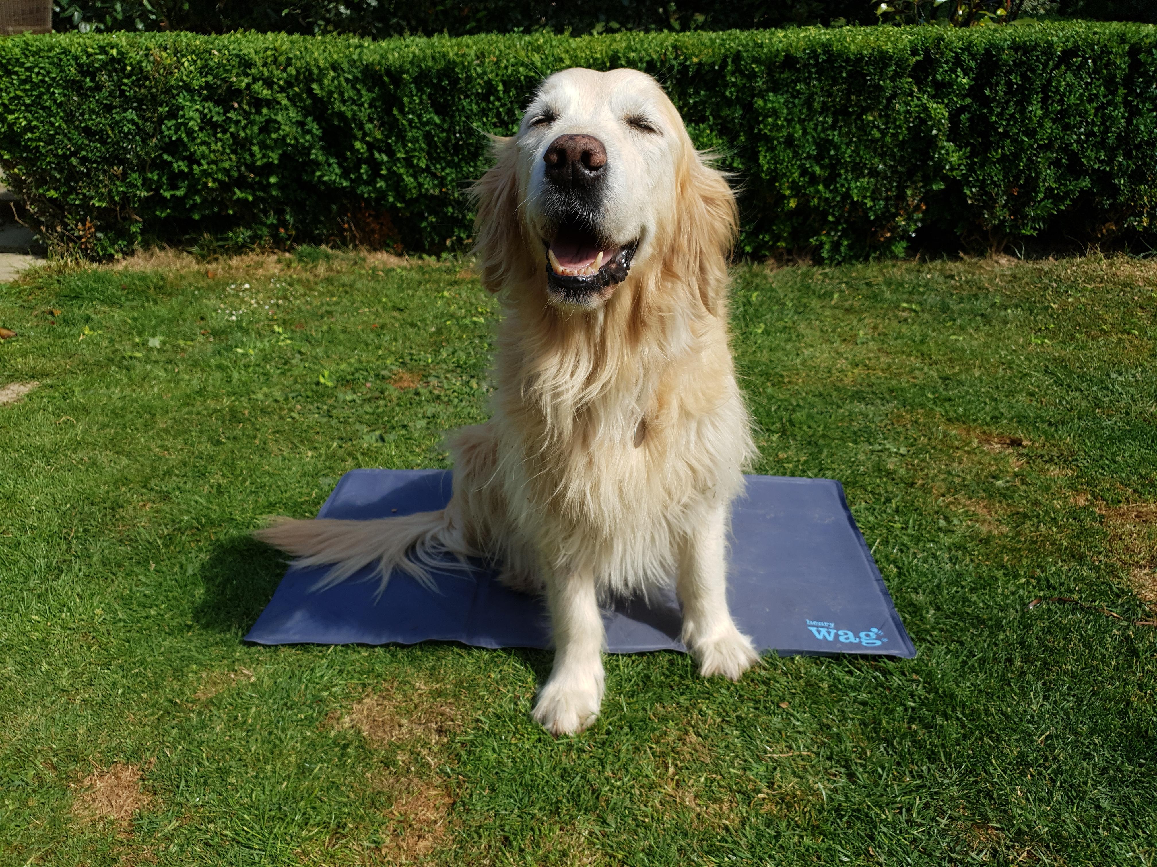 Henry wag 2024 cooling mat