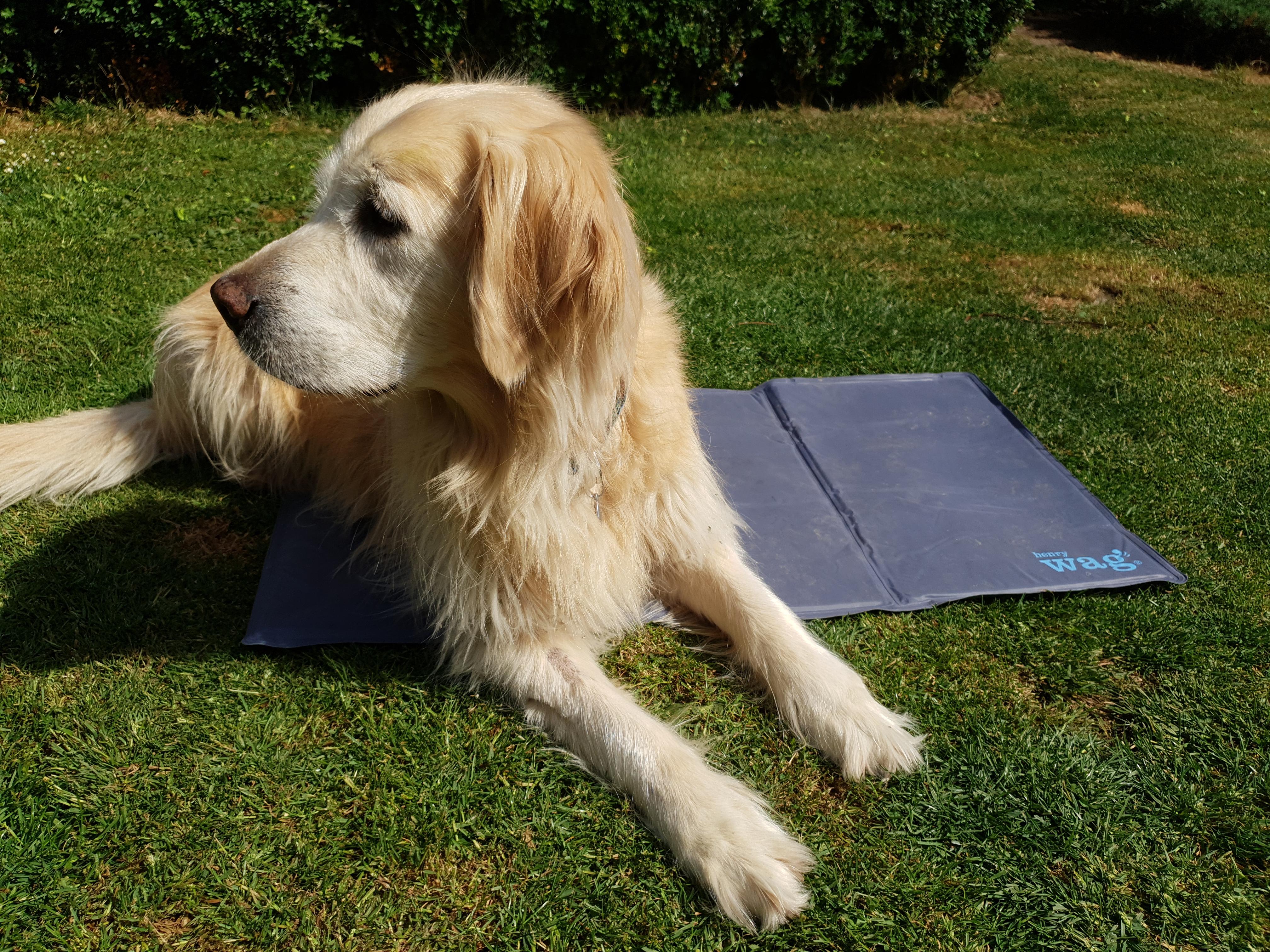 HENRY WAG, Gel Cooling Mat