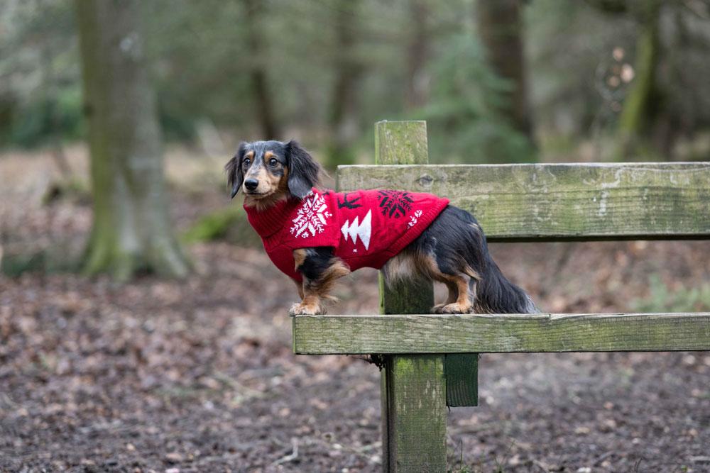 Rukka Christmas Dog Jumper