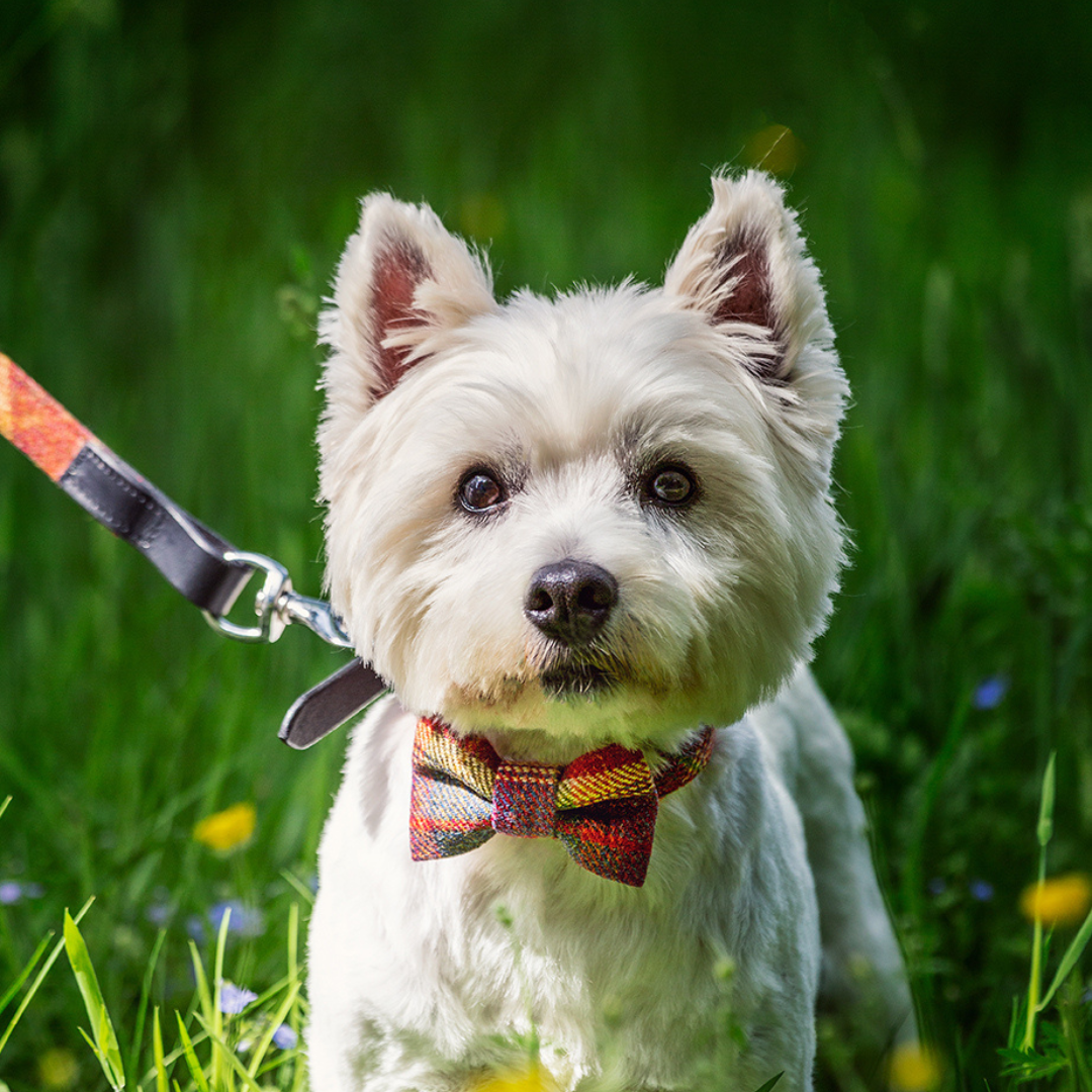 Max in Dapper Dog red glen accessories