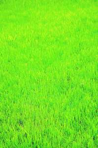 1 Pack of Veri - Green Grass Seed (500g) - Covers up to 250sq. feet