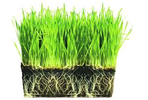 1 Pack of Veri - Green Grass Seed (500g) - Covers up to 250sq. feet