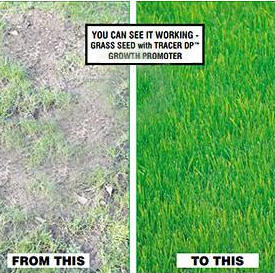10 Packs Veri - Green Grass Seed SAVE ?34 (5KG) - covers upto 2500sq. feet