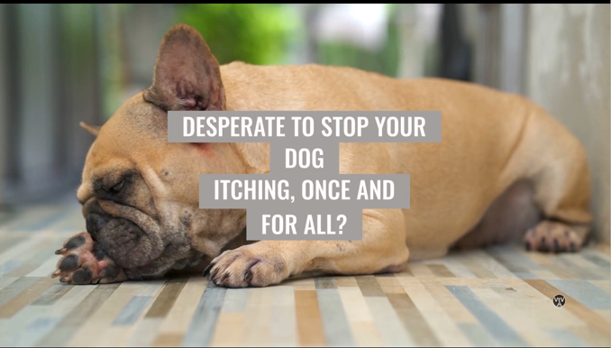 Desperate to stop you dog itching once and for all?