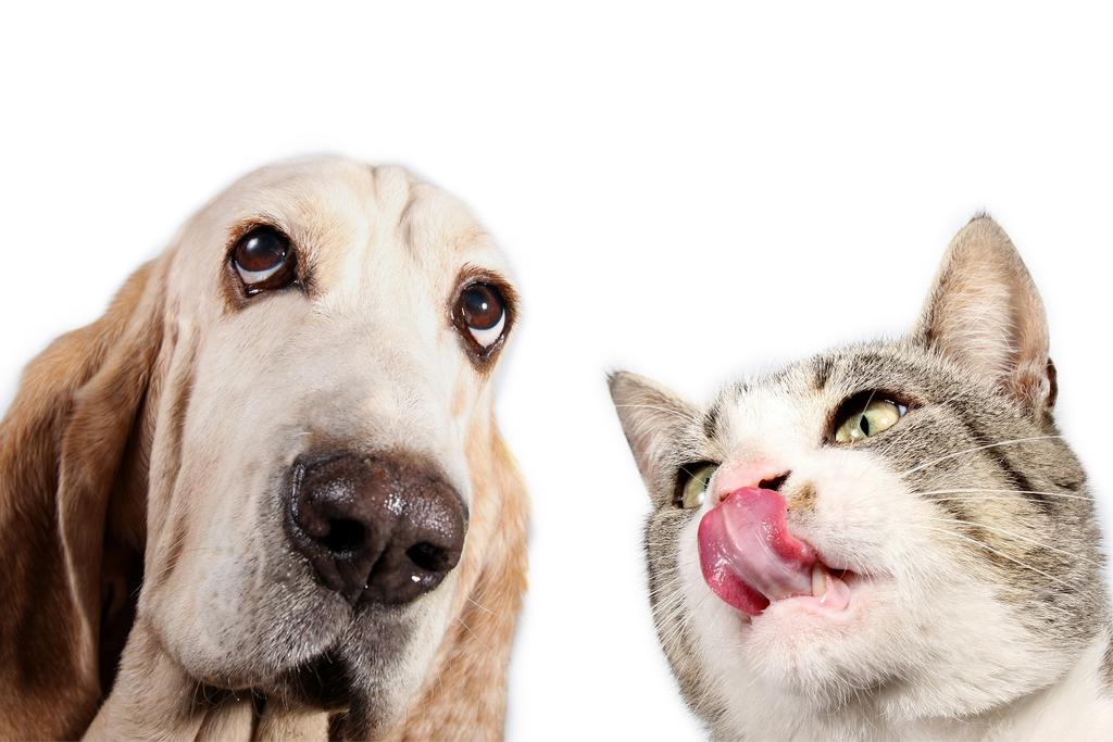 Many Pet's Diets Aren't Complete - This Is Why
