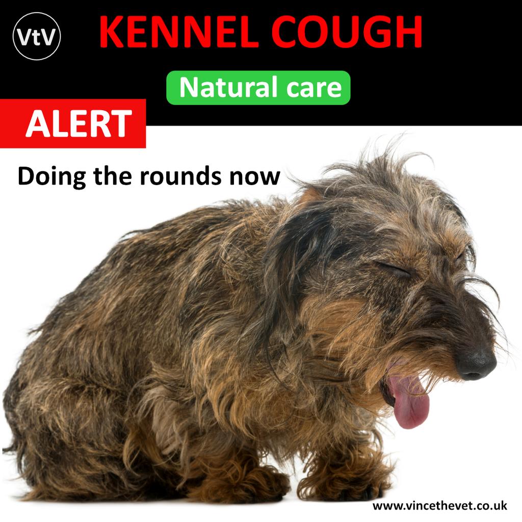 Easing 'Kennel Cough' Naturally