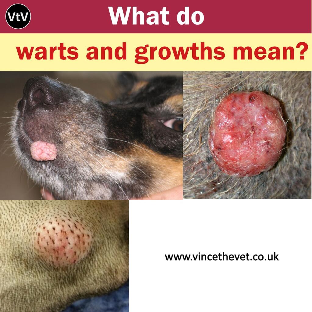 WHAT DO WARTS AND GROWTHS MEAN?