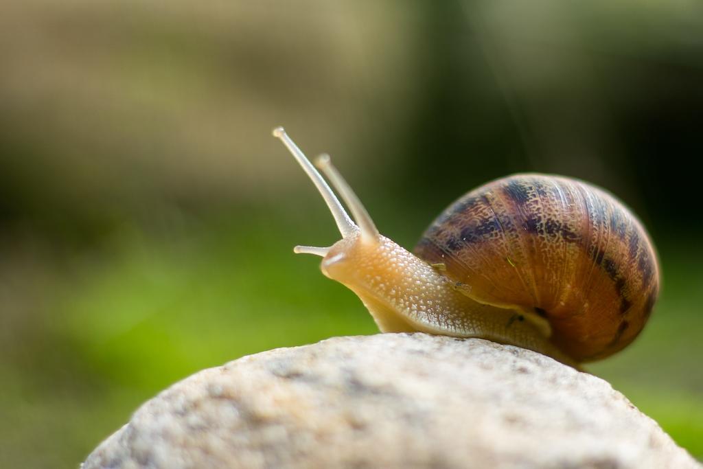 Help! My Dog Has Just Eaten A Snail - What Do I Do?
