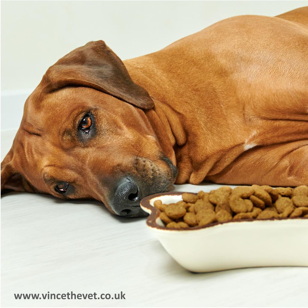 Feeding Kibble Complicates Helping Itchy Dogs - Why?
