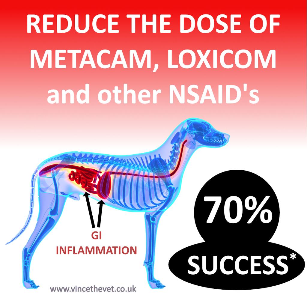Giving Metacam, Loxicom and Similar NSAID's Risks GI Inflammation and Bleeding - What Can You Do?